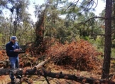 Cofom apoya a actividades de saneamiento forestal en San Jerónimo Purenchécuaro