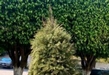 Zoológico de Morelia arranca campaña de reciclaje de árboles de navidad