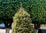 Zoológico de Morelia arranca campaña de reciclaje de árboles de navidad