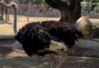 Zoológico de Morelia arropa al ave más grande y rápida del mundo