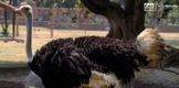Zoológico de Morelia arropa al ave más grande y rápida del mundo