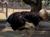 Zoológico de Morelia arropa al ave más grande y rápida del mundo
