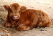 Zoológico de Morelia registró 160 nacimientos en 2022