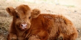 Zoológico de Morelia registró 160 nacimientos en 2022