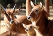 Conoce en el Zoológico de Morelia al singular antílope acuático