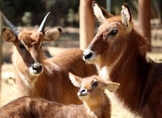 Conoce en el Zoológico de Morelia al singular antílope acuático