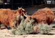 Recolecta Zoológico de Morelia 117 árboles de Navidad