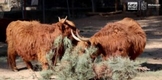 Recolecta Zoológico de Morelia 117 árboles de Navidad