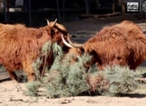Recolecta Zoológico de Morelia 117 árboles de Navidad