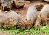 Conoce en el ZooMorelia a los capibaras, los preferidos de niñas y niños