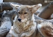 Conoce en el Zoo de Morelia al coyote, un cazador formidable