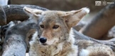 Conoce en el Zoo de Morelia al coyote, un cazador formidable