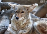 Conoce en el Zoo de Morelia al coyote, un cazador formidable