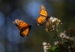 Mariposa Monarca genera gran interés en feria turística de Colombia: Sectur