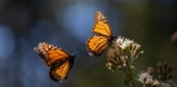 Mariposa Monarca genera gran interés en feria turística de Colombia: Sectur