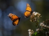 Mariposa Monarca genera gran interés en feria turística de Colombia: Sectur