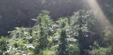 En Tuzantla, Guardia Civil y Sedena destruyen cerca de 36 mil plantas de marihuana