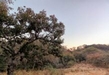 Abre Cofom convocatoria para curso sobre manejo de bosques de encino