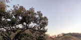Abre Cofom convocatoria para curso sobre manejo de bosques de encino