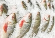 Recomienda Compesca consumir pescados y mariscos frescos