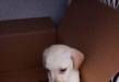 Operativos contra venta ilegal de animales de compañía serán permanentes: Ayuntamiento de Morelia