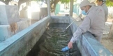 Michoacán, por debajo de la media nacional en incidencia de dengue