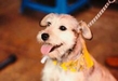 Congreso legisla a favor de los perritos callejeros