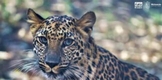El leopardo africano, un gran felino que puedes conocer en el Zoo de Morelia
