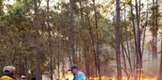 Cofom mantiene trabajos para extinguir incendio forestal en Cotija