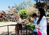 Este fin de semana largo conoce las especies y atractivos del Zoo de Morelia