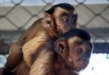 Crece la familia de primates en el Zoológico de Morelia