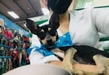 Anuncia DIF jornada de esterilización canina y felina en Morelia