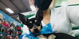 Anuncia DIF jornada de esterilización canina y felina en Morelia
