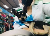 Anuncia DIF jornada de esterilización canina y felina en Morelia