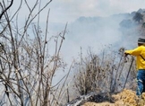 Por actividades ilícitas, más del 50 por ciento de incendios forestales en Michoacán: Cofom