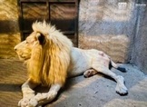 Recibe Zoológico de Morelia a león blanco decomisado por Guardia Civil
