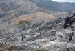 Se coloca Michoacán en cuarto lugar nacional, por incendios forestales