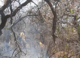 Atiende Gobierno de Michoacán incendio forestal en cerro de la Beata, en Zamora