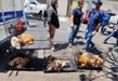 En operativo conjunto se rescatan animales de compañía en situación de maltrato