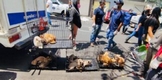 En operativo conjunto se rescatan animales de compañía en situación de maltrato