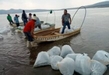 Compesca siembra 100 mil crías de tilapia en Angamacutiro