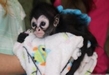 Recibe Zoológico de Morelia un mono araña y un búho pigmeo
