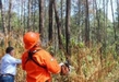 Gobierno de Nacho Campos realiza trabajos de prevención y saneamiento en áreas forestales