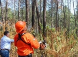 Gobierno de Nacho Campos realiza trabajos de prevención y saneamiento en áreas forestales