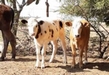 Llama Sader a ganaderos y porcicultores a proteger sus animales ante ola de calor