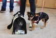 Icatmi brinda espacios para jornada de esterilización canina y felina en Maravatío