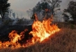 Baja 21% superficie afectada por incendios forestales en Michoacán en 2023: Cofom