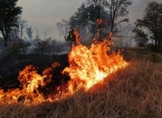 Baja 21% superficie afectada por incendios forestales en Michoacán en 2023: Cofom