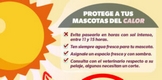 Protege a tus mascotas del calor con estas recomendaciones de la SSM