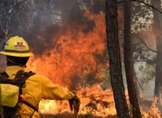 Sigue estas recomendaciones de la Cofom para prevenir incendios forestales